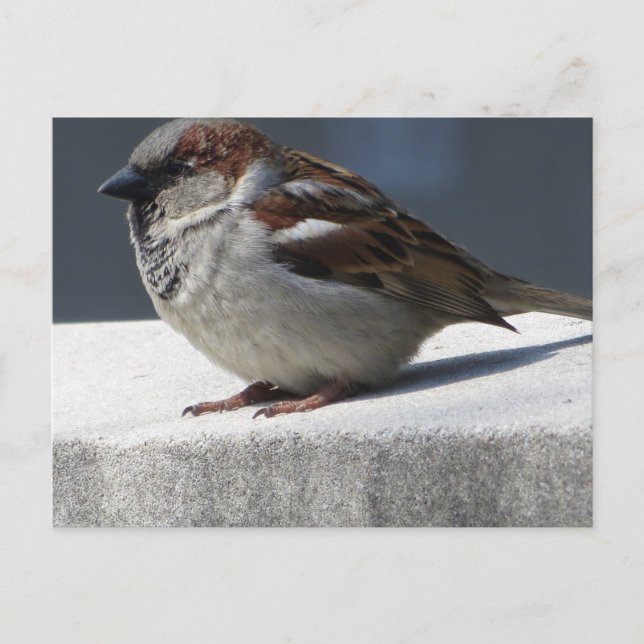 Sparrow Postkarte (Vorderseite)