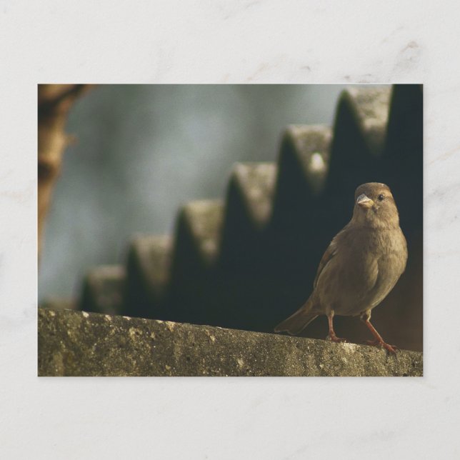 Sparrow Postkarte (Vorderseite)