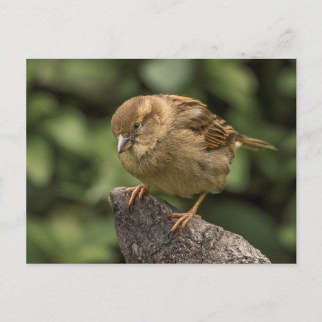 Sparrow Postkarte (Vorderseite)
