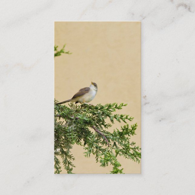 Sparrow-Postkarte Platzkarte (Vorderseite)