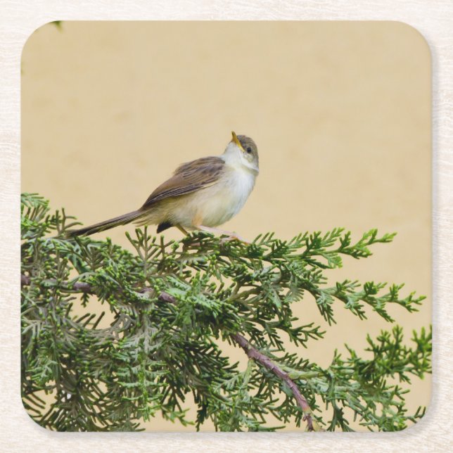 Sparrow Rechteckiger Pappuntersetzer (Vorderseite)