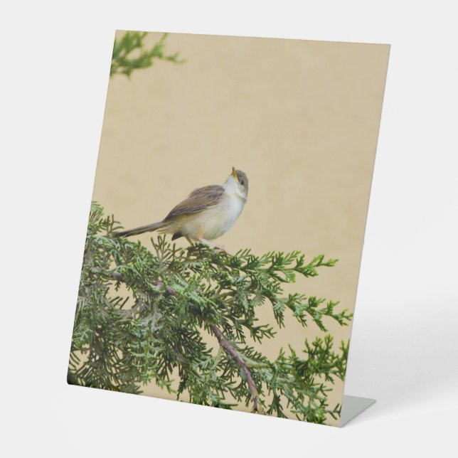 Sparrow Sockelschild (Vorderseite)