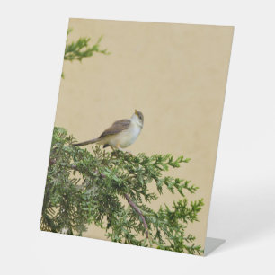 Sparrow Sockelschild