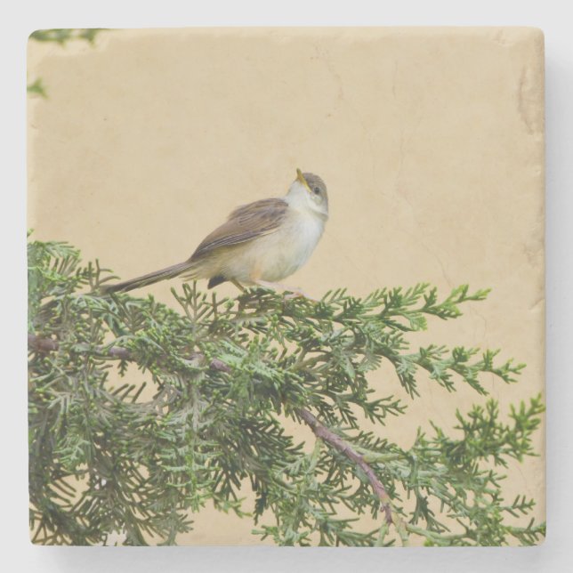 Sparrow Steinuntersetzer (Vorderseite)