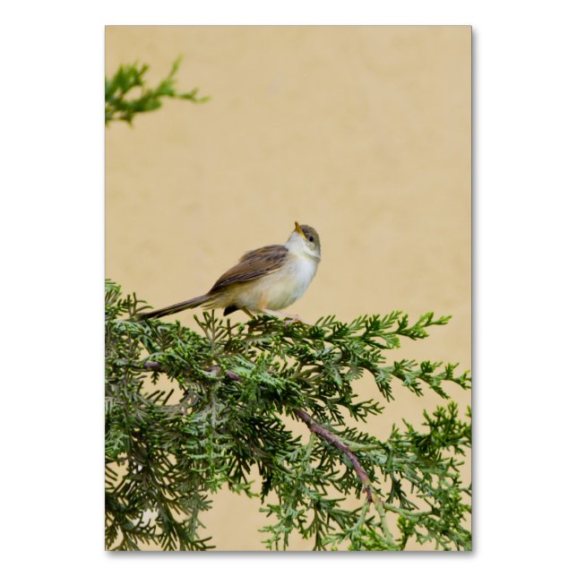Sparrow Tischnummer (Vorderseite)