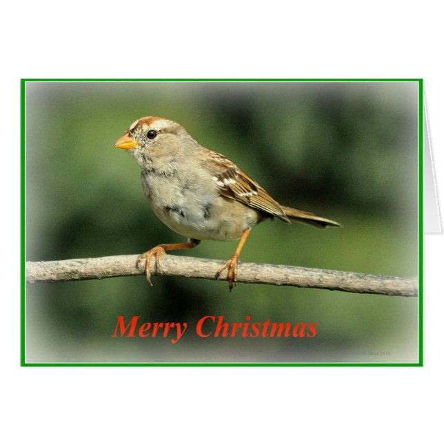 Sparrow Weihnachtskarte (Vorderseite (Horizontal))