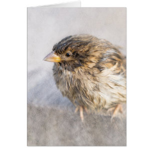 Sparrow - Wettervorhersage Epic Versag