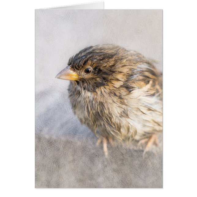 Sparrow - Wettervorhersage Epic Versag (Vorne)