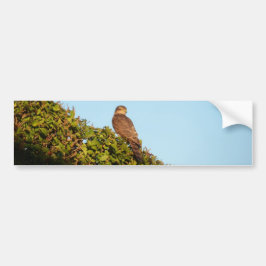 Sparrowhawa Autoaufkleber