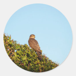 Sparrowhawa Runder Aufkleber