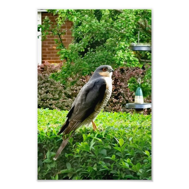Sparrowhawawak in meinem Garten Fotodruck (Vorne)
