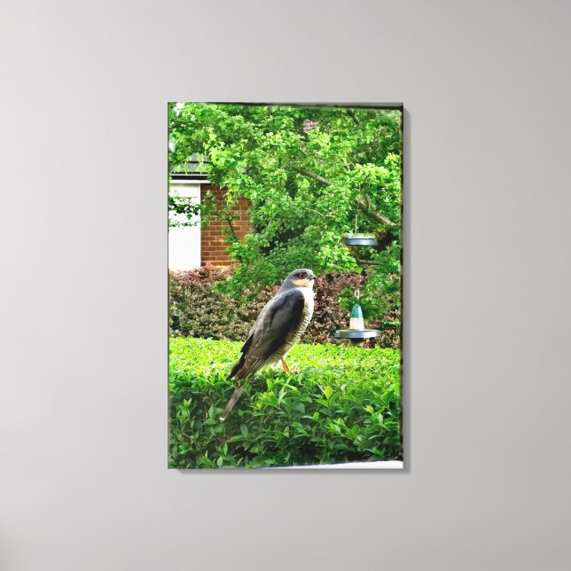 Sparrowhawawak in meinem Garten Leinwanddruck (Vorderseite)