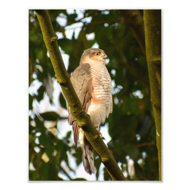 Sparrowhawk Fotodruck (Vorne)