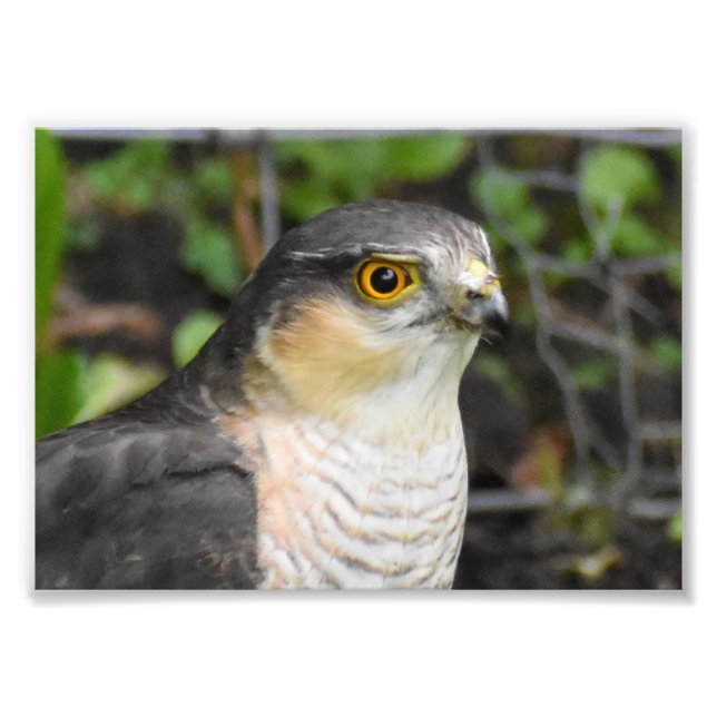 Sparrowhawk Fotodruck (Vorne)