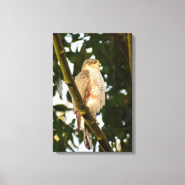 Sparrowhawk Leinwanddruck (Vorderseite)