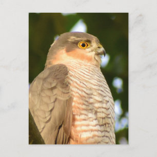 Sparrowhawk Postkarte