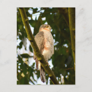 Sparrowhawk Postkarte
