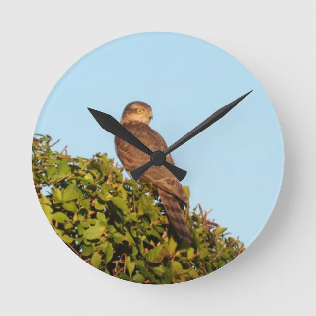 Sparrowhawk Runde Wanduhr (Vorderseite)