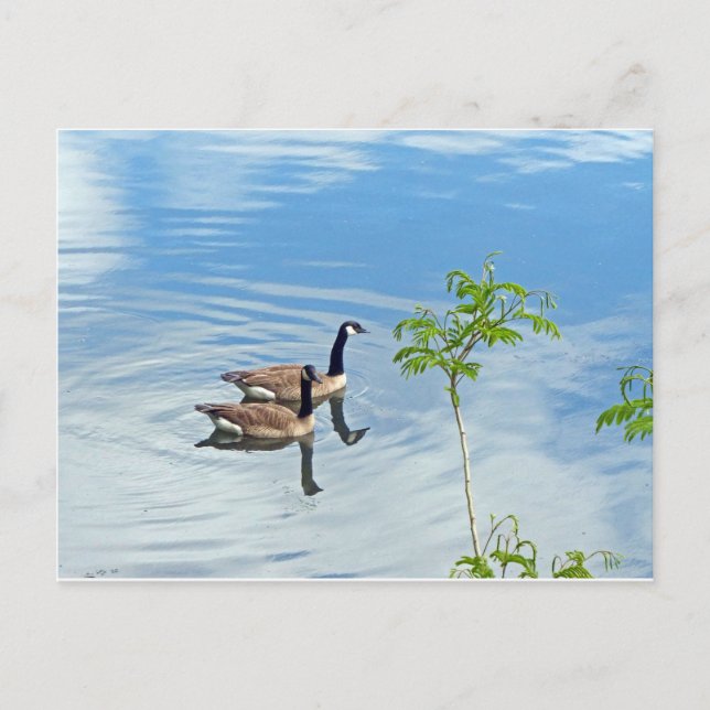 Spaß beim Schwimmen Postkarte (Vorderseite)