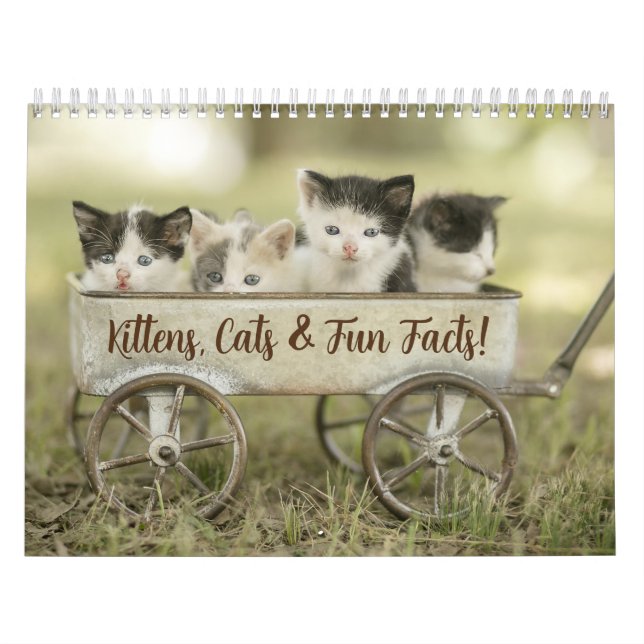 Spaß Fakten Katzenkalender Kalender (Titelbild)
