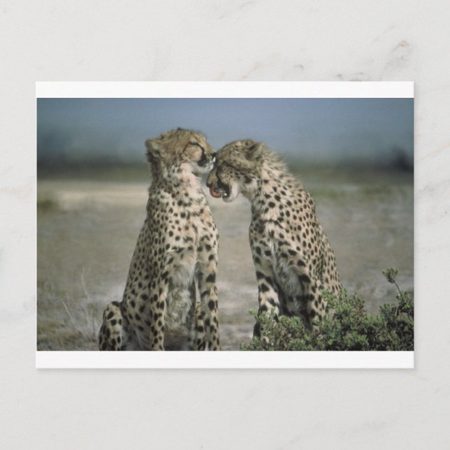 Spaß mit Cheetahs! Postkarte (Vorderseite)