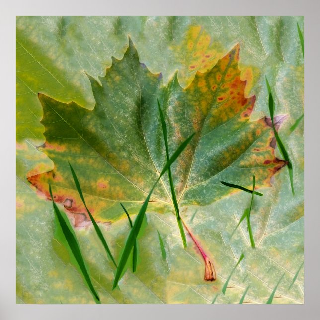 Später Herbst Poster (Vorne)
