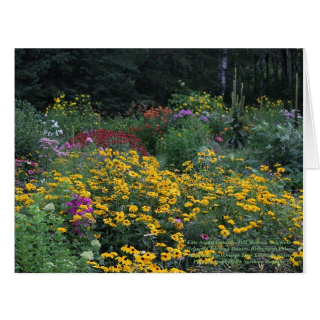 Später Sommer Tall Mullein Ridgeline (Vorderseite (Horizontal))