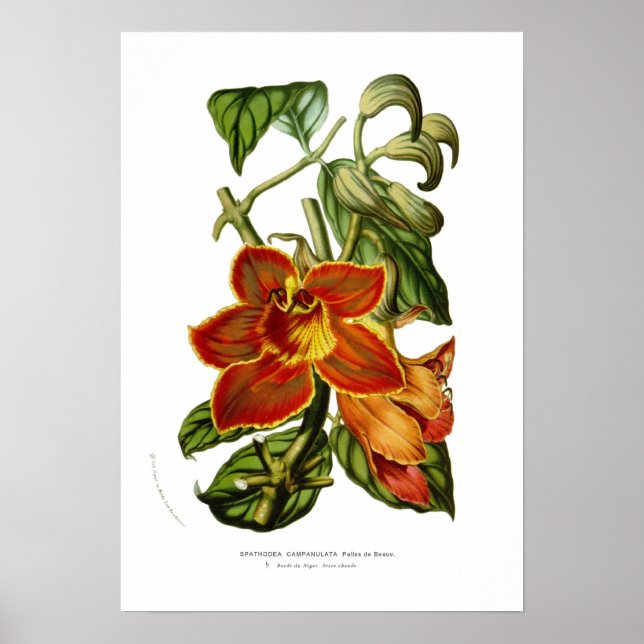 Spathodea Poster (Vorne)