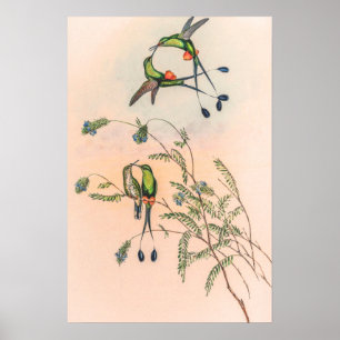 Spathura Peruana Kolibris von John Gould Poster