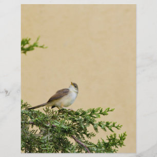 Spatz Flyer