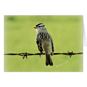 Spatz "Vogel auf einem Draht "