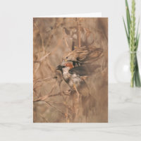 Spatz Vogel Lustiger Vogelbeobachter Ruhestand Gra