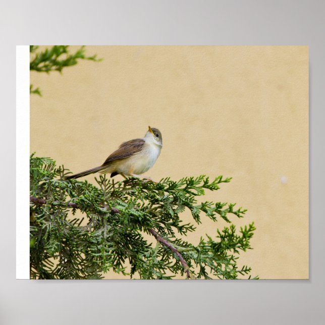 Spatzen Postkarte Poster (Vorne)