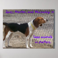 Spay, Neuter, Mikrochip