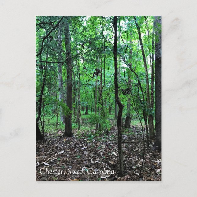 Spazieren Sie durch den Wald, Chester, South Carol Postkarte (Vorderseite)