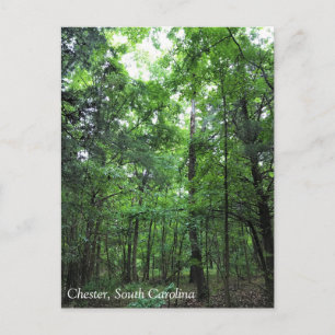 Spazieren Sie durch den Wald, Chester, South Carol Postkarte