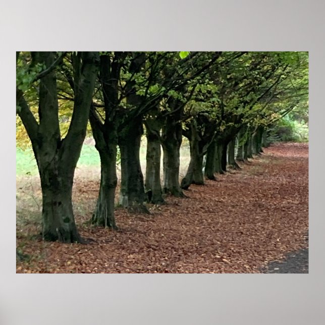 Spazieren Sie durch den Wald Poster (Vorne)