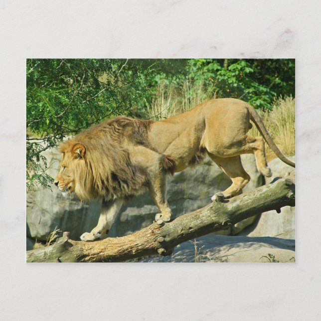 Spaziergang durch den Plank Postkarte (Vorderseite)