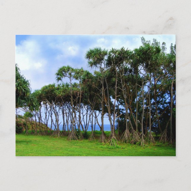 Spaziergänge zu Palmen in Hawaii Postkarte (Vorderseite)