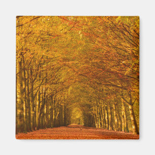 Spazierweg durch den Wald im Herbst Magnet