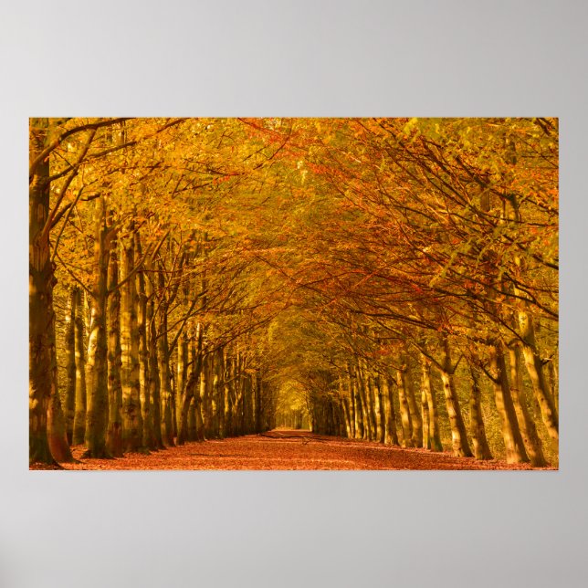 Spazierweg durch den Wald in Herbstposter Poster (Vorne)