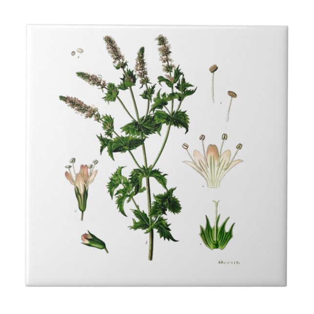 Spearmint Botanischer Zeichn Fliese (Vorderseite)