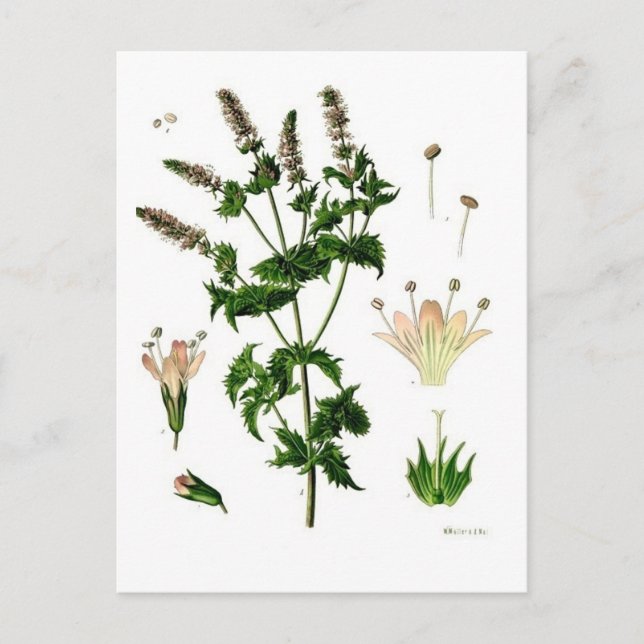 Spearmint Botanischer Zeichn Postkarte (Vorderseite)