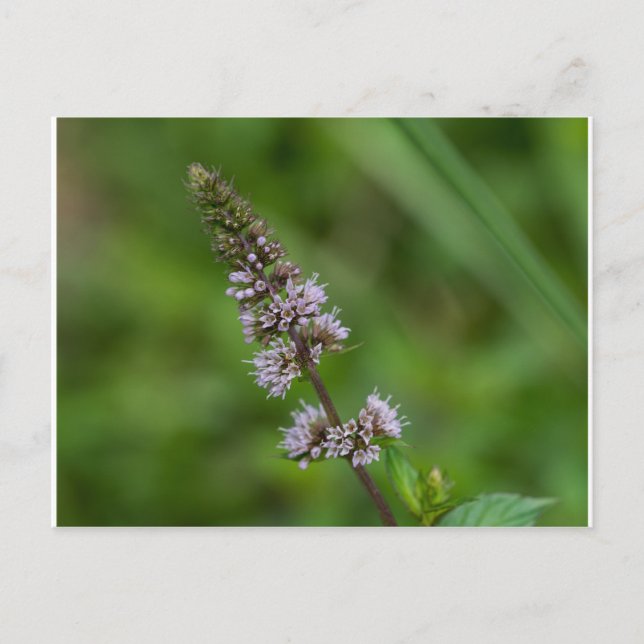 Spearmint Lila Wildblume Florale Postkarte (Vorderseite)