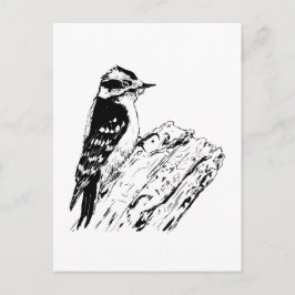 Specht Postkarte