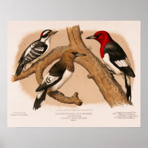 Spechte 1874 restaurierte Lithografie Poster