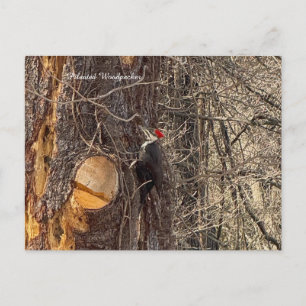 Specker in Baumpostkarte Feiertagspostkarte