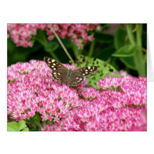 Speckholz - Schmetterling auf See