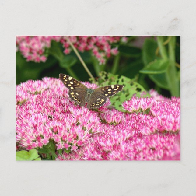 Speckholz - Schmetterling auf See Postkarte (Vorderseite)