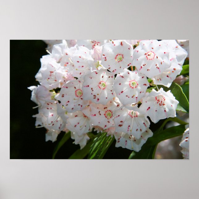 Specklatschas Poster (Vorne)